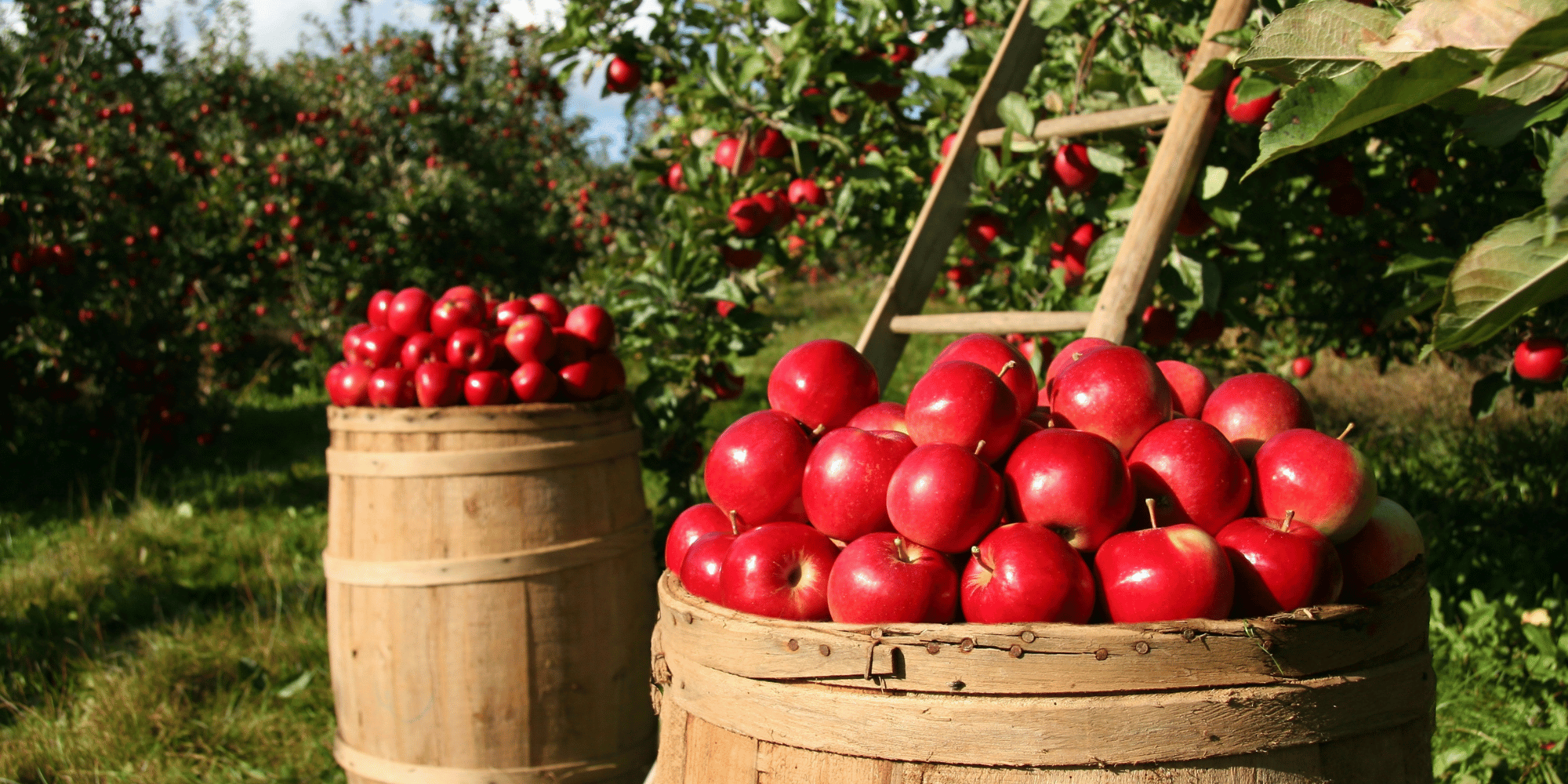 Metro Detroit Apple Picking